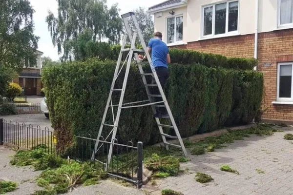A man on a ladder trimming hedges