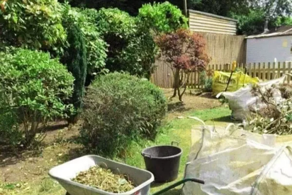 Garden with hedges being tidied up