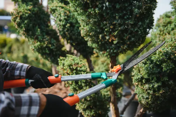 Gardener Pruning Green Bushes With Garden Shears