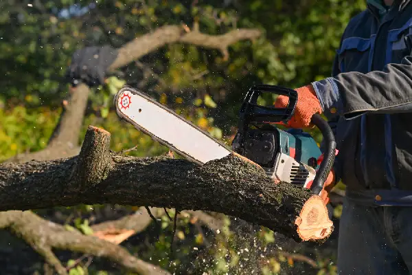 Person Cuts Fallen Tree with a Chainsaw