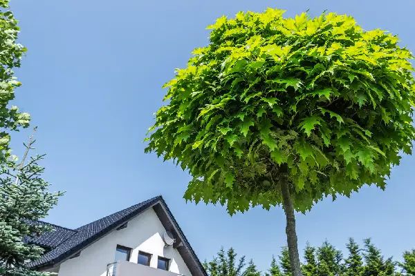 Vibrant Green Tree Under a Clear Blue Sky Near a Modern House on a Sunny Day