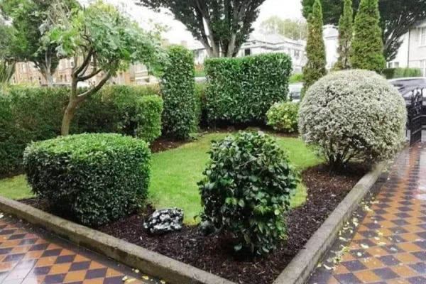 garden with a lot of hedges